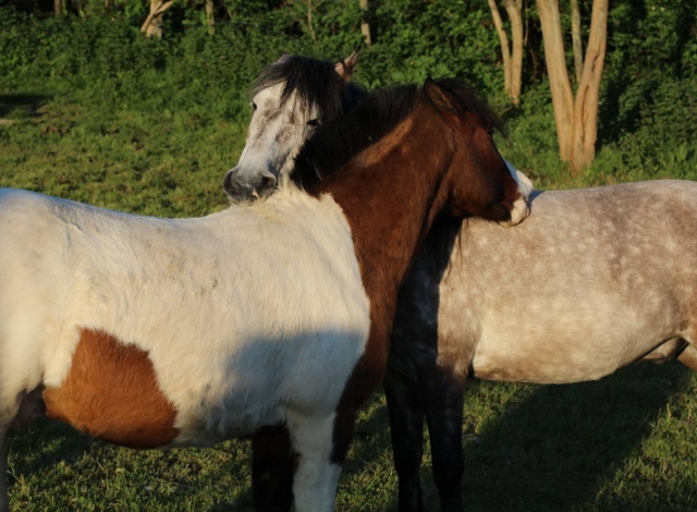  Cavalos em Goikomendi 